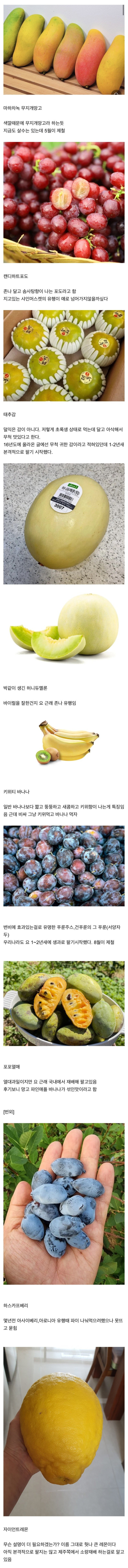 새로나온 과일들